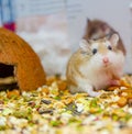 Roborovski hamster looking curious