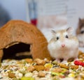 Roborovski hamster looking curious