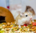 Roborovski hamster looking curious