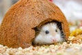 Roborovski hamster looking curious