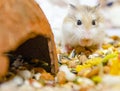 Roborovski hamster looking curious