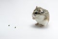 Roborovski hamster praying, isolated on white