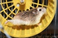 Roborovski hamster running in the yellow wheel
