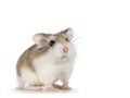 Roborovski hamster on white background Royalty Free Stock Photo