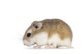 Roborovski hamster on white background Royalty Free Stock Photo