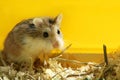 Roborovski hamster cute pet looking - yellow background