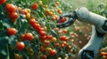 Robot arm artificial intelligence automated industrial hand picking tomatos