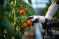 A robot arm picks red tomatoes in a greenhouse. Future technologies in agriculture