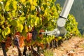 The robot arm is working in the vineyard.