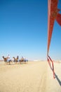 Robot camel racing