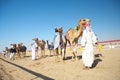 Robot camel racing