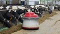 The robot farmers are programmed to work in the farm premises for animal feeding.