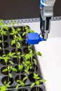 A robot in a greenhouse evaluates the quality of tomato seedlings using a sensor. Smart farming