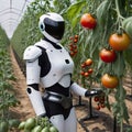 A robot harvests tomatoes in a field. A humanoid machine helps in gardening.