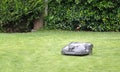 Robot lawnmower mowing the green grass