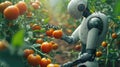 Robot picking tomatos from hydroponic farm