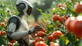 Robot picking tomatos from hydroponic farm