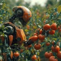 Robot picking tomatos from hydroponic farm