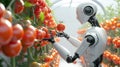 Robot picking tomatos from hydroponic farm