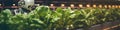A robot that is standing in front of some lettuce. Generative AI image. Royalty Free Stock Photo