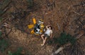 Robot transformer Bumblebee stands among forest next to the lying on ground girl