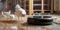 Robot vacuum cleaner declutter floor in chicken coop. Chicken surprised. Dirty floor, litter. Cleaning concept, clean space.