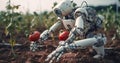 Robot working in a tomato and fruit farming for agriculture innovation concept.