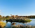 Robotic, animatronic, dinosaur in Pangea section of Yorkshire Wildlife Park