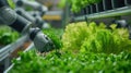 Robotic arm artificial intelligence computer automated machine harvesting hydroponic lettuce