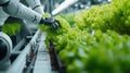 Robotic arm artificial intelligence computer automated machine harvesting hydroponic lettuce