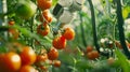 A robotic arm gently picking ripe tomatoes from a vine in an automated aquaponics system