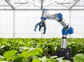 Robotic arm and robot assistant harvesting strawberry in indoor farm or glasshouse