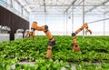 Robotic arm and robot assistant harvesting strawberry in indoor farm or glasshouse