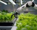 Robotic arm tending to indoor lettuce farm with precision agriculture technology