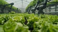 Automated Greenhouse Farming Royalty Free Stock Photo