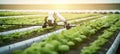 robotic efficient farming taking over in watering and agriculture industry as wide banner with copyspace area, Generative AI