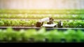 Robotic efficient farming taking over in watering and agriculture industry. copyspace area. Generative AI