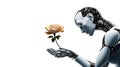 Robotic holding rose flower on the isolated white background