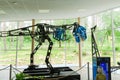 Robotic model Tyrannosaurus rex in Dinosaur Park Royalty Free Stock Photo
