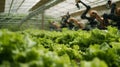 Automated Greenhouse Farming Royalty Free Stock Photo