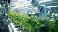 Robots working in a greenhouse harvesting fruits and vegetables.