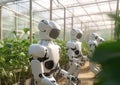 Robots working in a greenhouse. Technology and agriculture concept