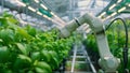 Robots working in industrial greenhouse with fresh natural plants. Concept of growing healthy food, diet, vegetarianism