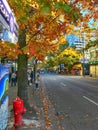 Robson street in fall