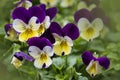 Robust and blooming. Garden pansy with purple and white petals. Hybrid pansy. Viola tricolor pansy in flowerbed