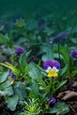 Robust and blooming. Garden pansy with purple and white petals. Hybrid pansy. Viola tricolor pansy in flowerbed