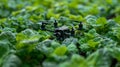 Robust broccoli plants producing large, tender crowns within the sheltered environment Royalty Free Stock Photo