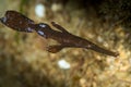 robust ghost pipefish Royalty Free Stock Photo