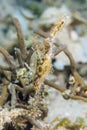 Robust Ghost Pipefish hidden in the grass and coral. Royalty Free Stock Photo