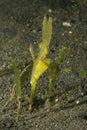 Robust ghost pipefish